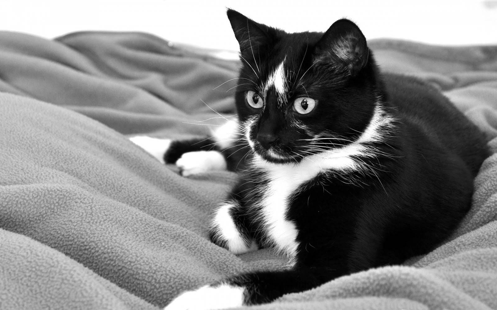 Black And White Cat On A Soft Blanket Wallpaper