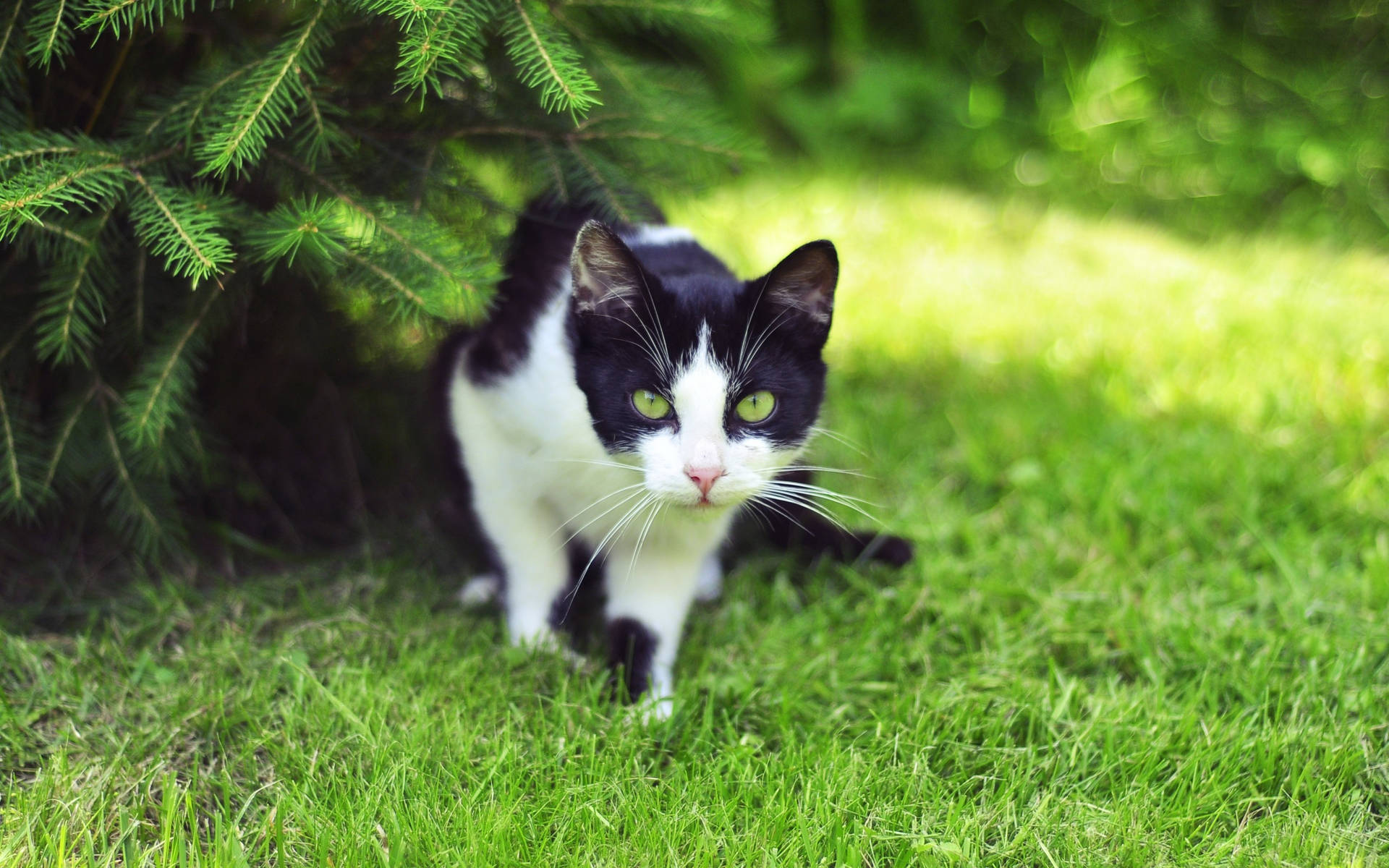 Black And White Cat On The Grass Background