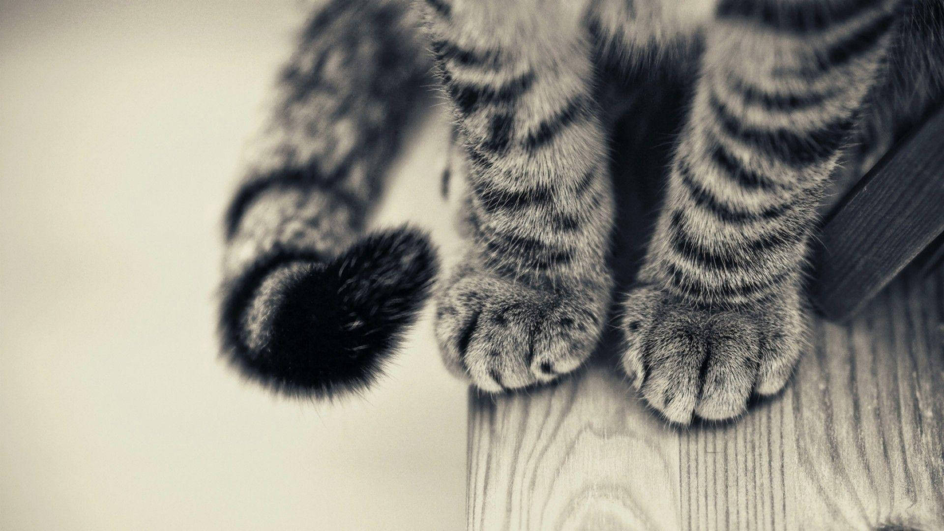 Black And White Cat Plump Paws Background
