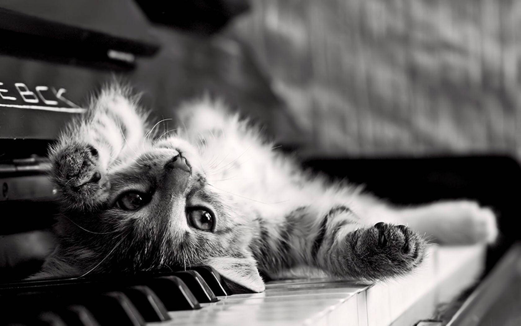 Black And White Cat Rolls Over At Piano Keys Background