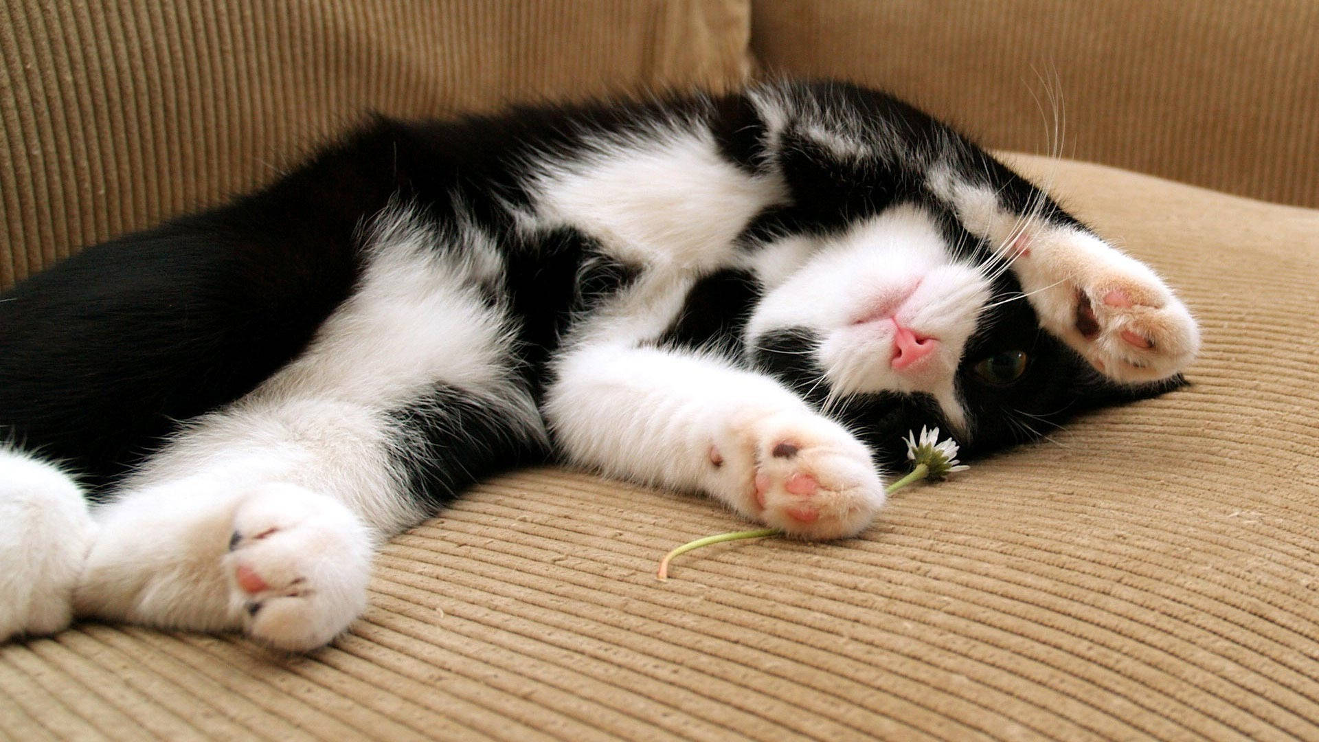 Black And White Cat Rolls Over On Brown Sofa Background