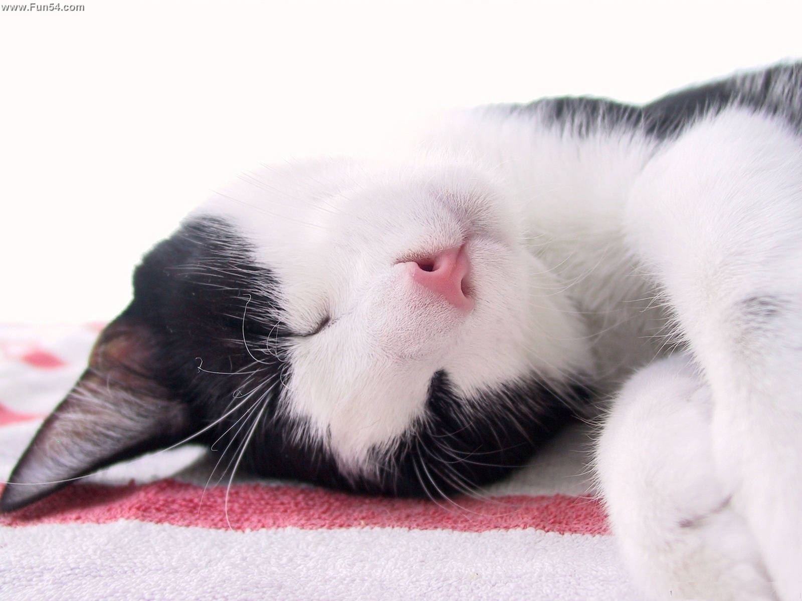 Black And White Cat Sleeping With Head Tilted Background