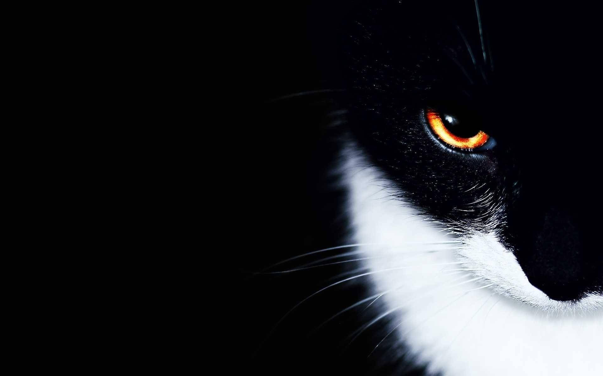 Black and white cat with sharp red eyes on a dark room. Furry animal pets with fierce face.