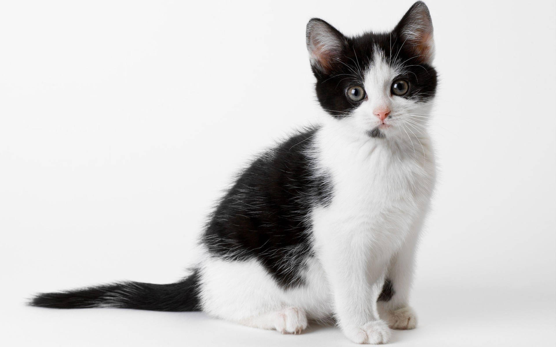 Black And White Cat With Chin Birthmark Background