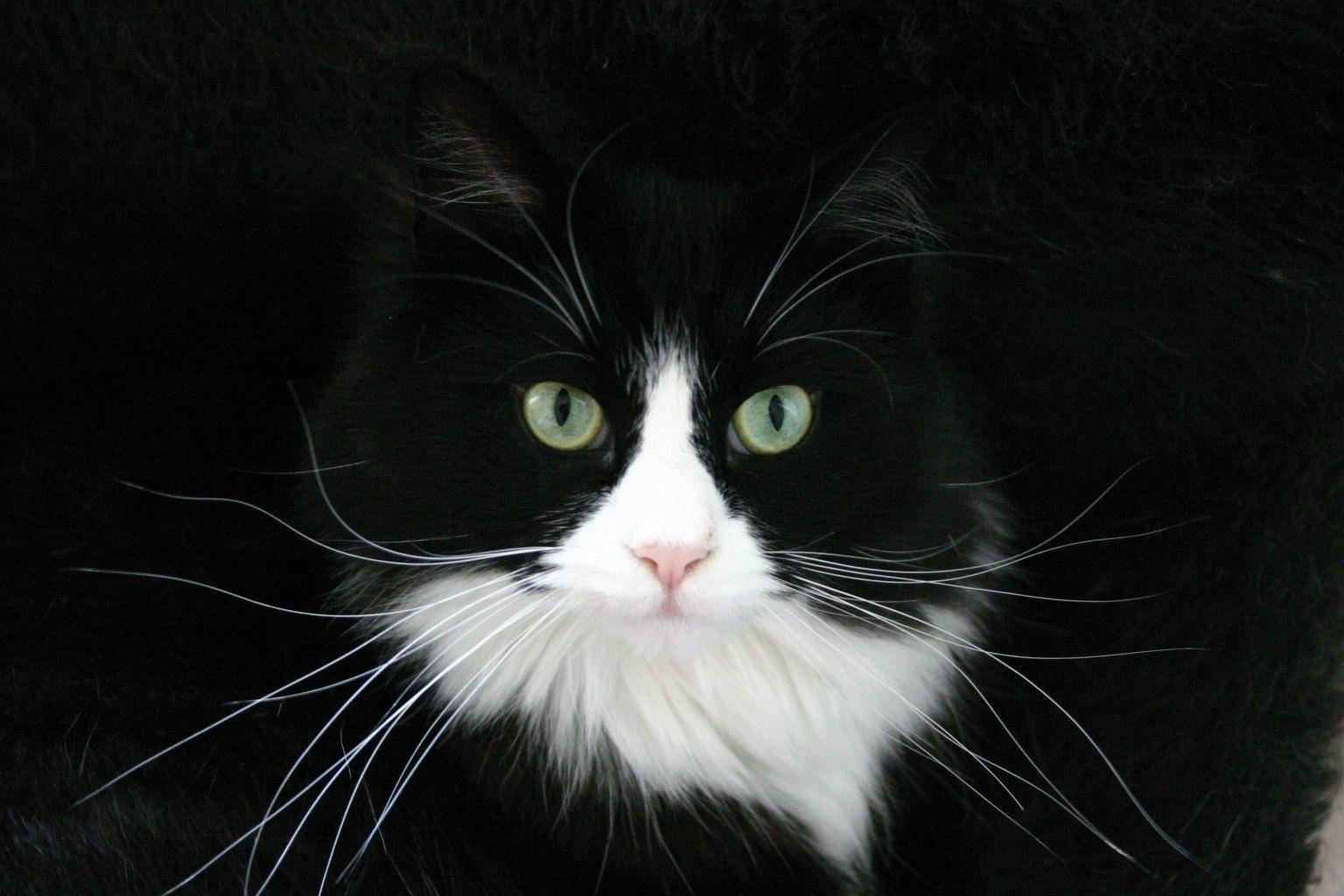 Black And White Cat With Long Whiskers Background