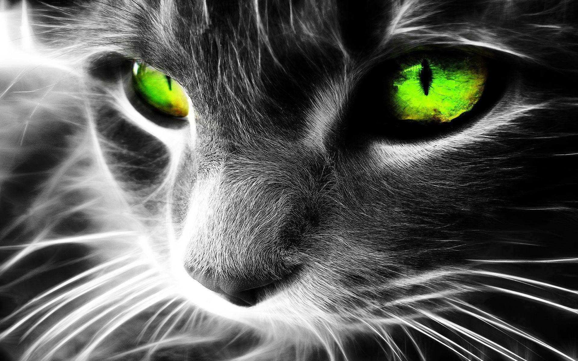 Black And White Cat With Neon Green Eyes Wallpaper