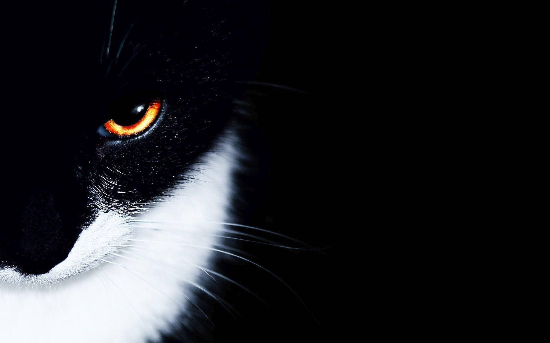 Black And White Cat With Orange Eyes Wallpaper