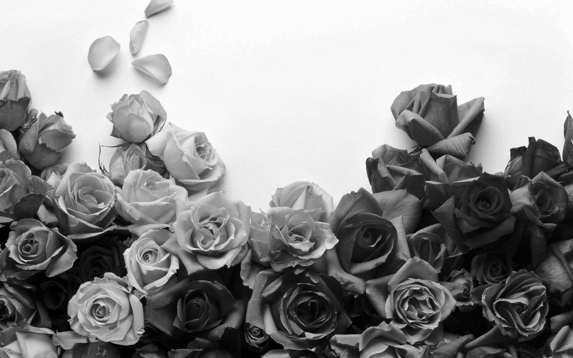Grupode Flores De Rosa Preto E Branco. Papel de Parede