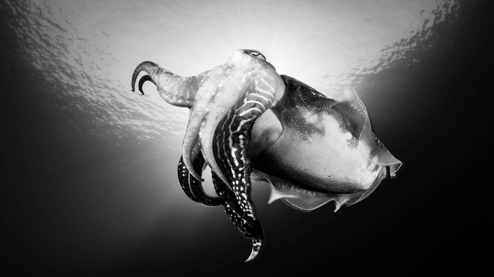 Black And White Common Cuttlefish Wallpaper
