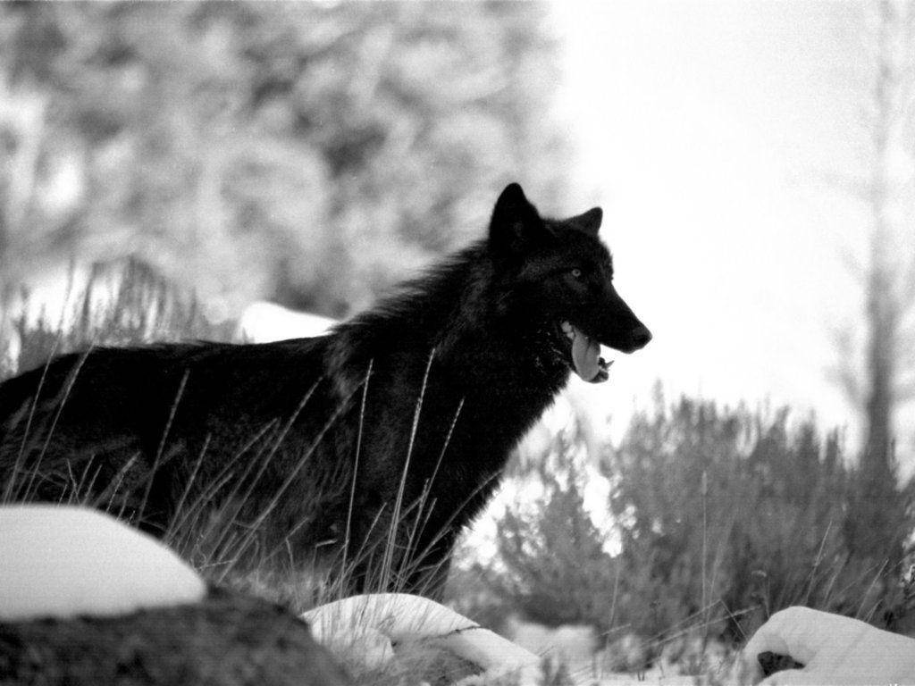 Sort og hvid kølig sort ulv i græs Wallpaper