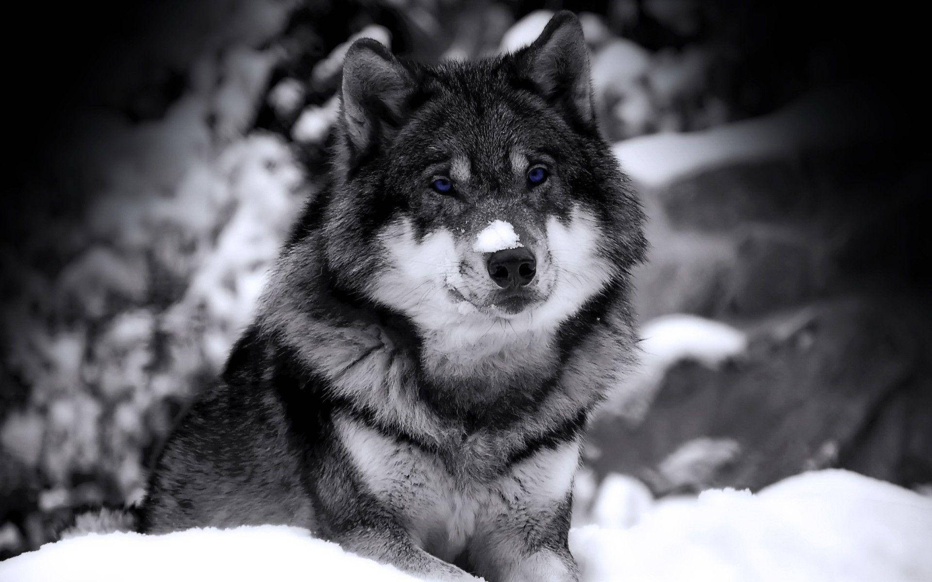Black And White Cool Black Wolf On Snow Wallpaper