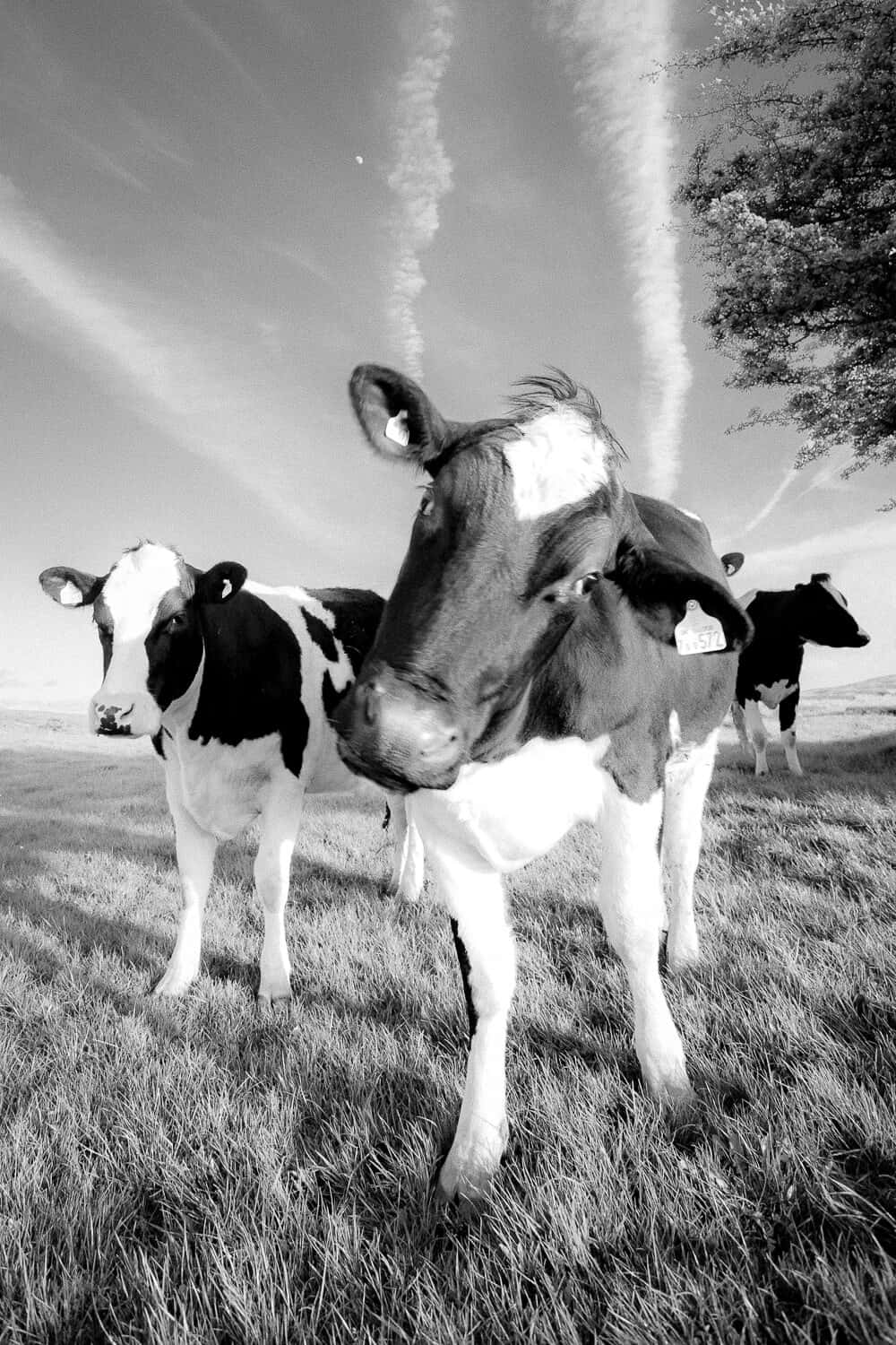 Adorable Black And White Cow Enjoying A Day On The Farm
