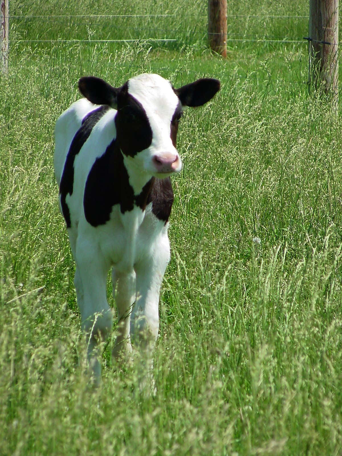 A black and white cow leisurely standing in a green field of grass.