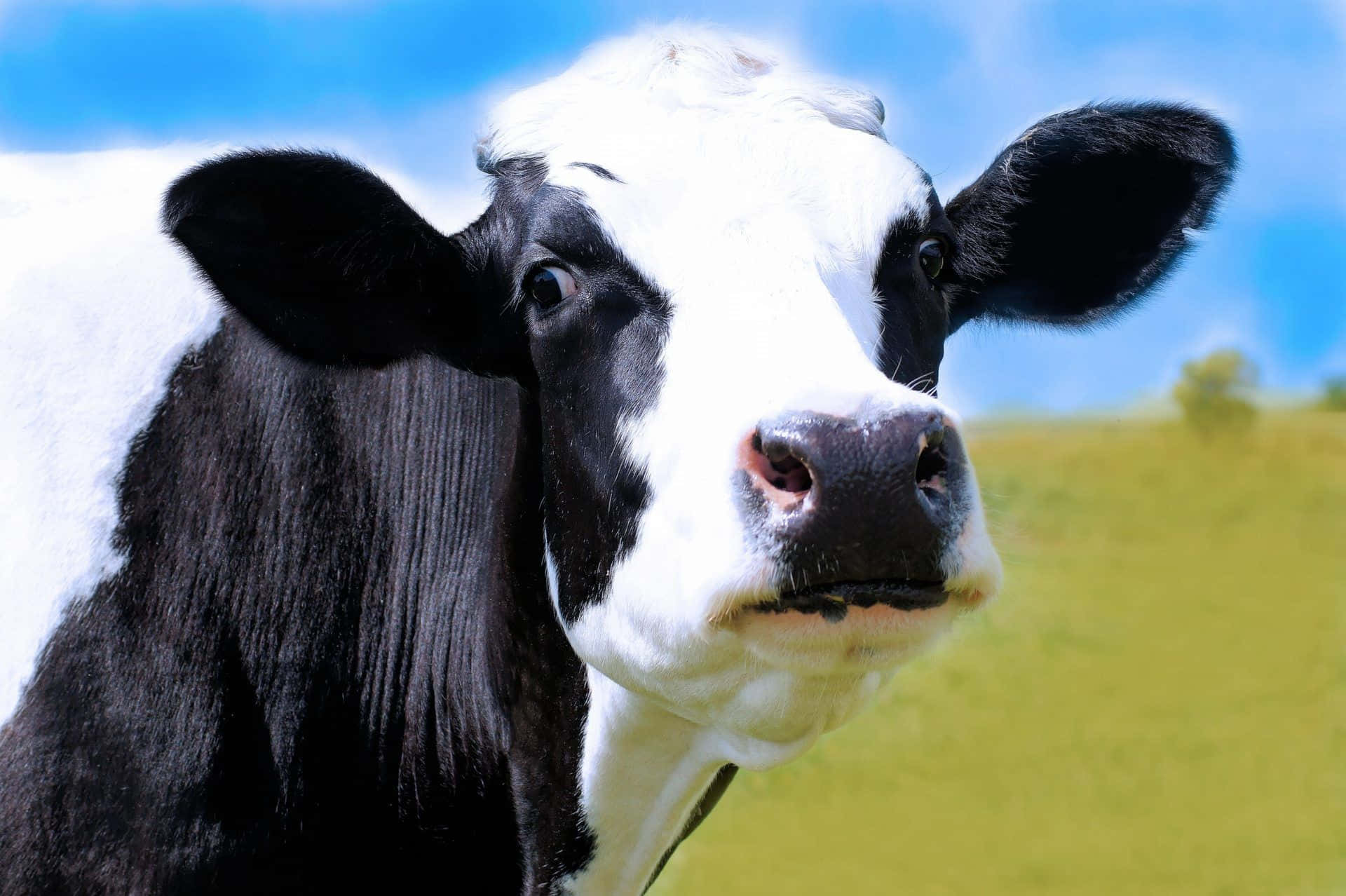 A Cow Is Standing In A Field