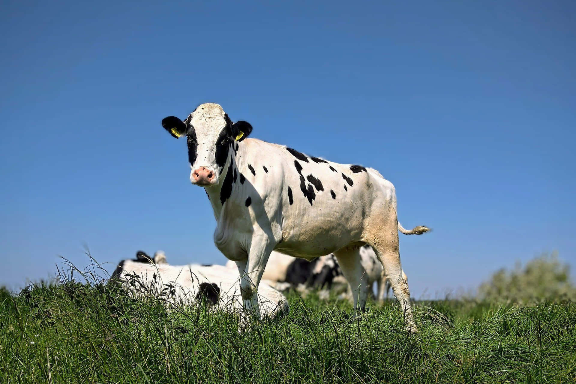 Unahermosa Vaca Negra Y Blanca Pacíficamente Pastando En Un Campo.