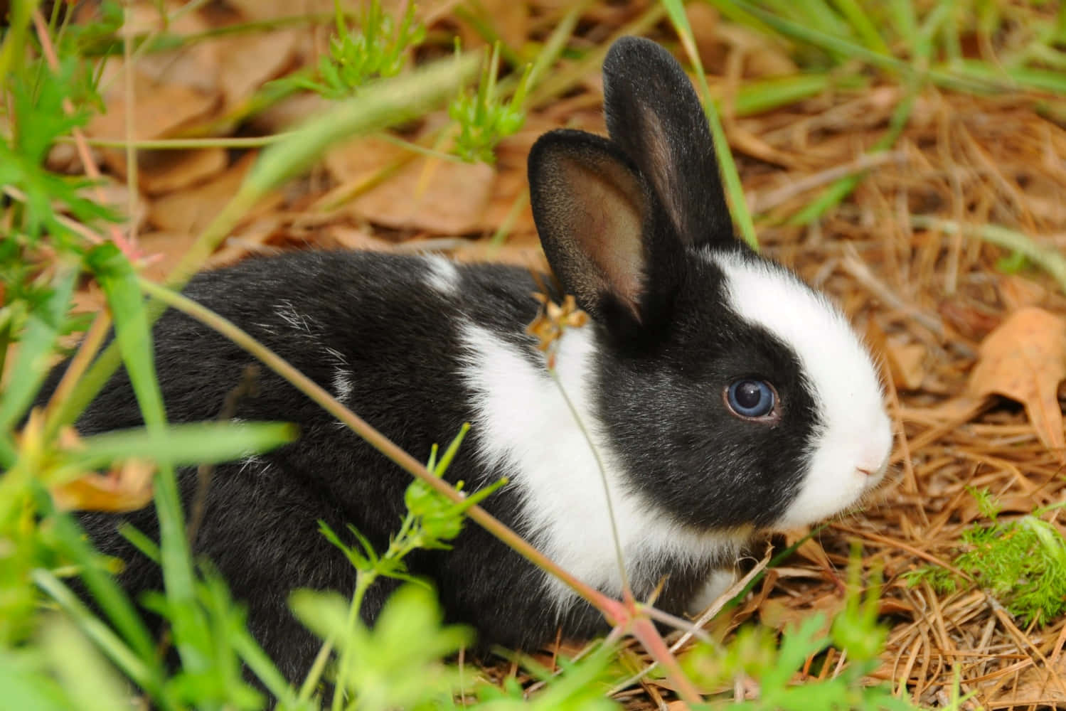 Black And White Cute Bunny Picture