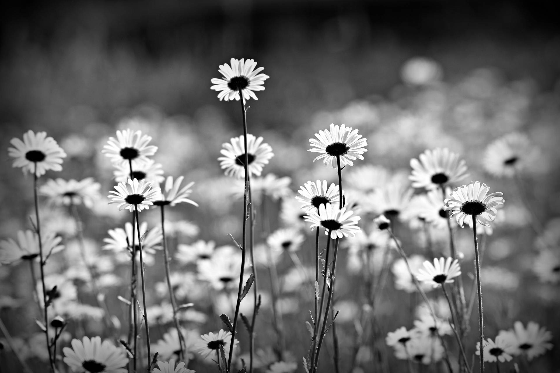 Black And White Daisy Aesthetic