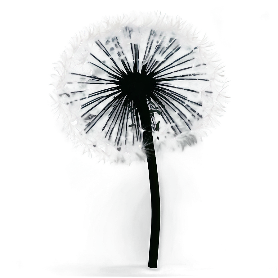 Black And White Dandelion Png Gms PNG