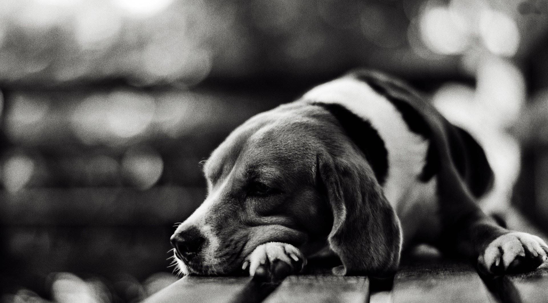 Black And White Dog Dozes Off On Wooden Chair Wallpaper