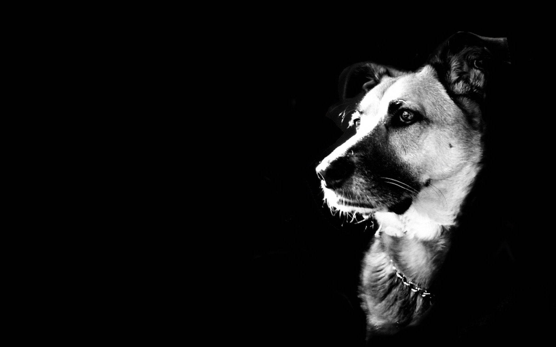Black And White Dog Face Wallpaper