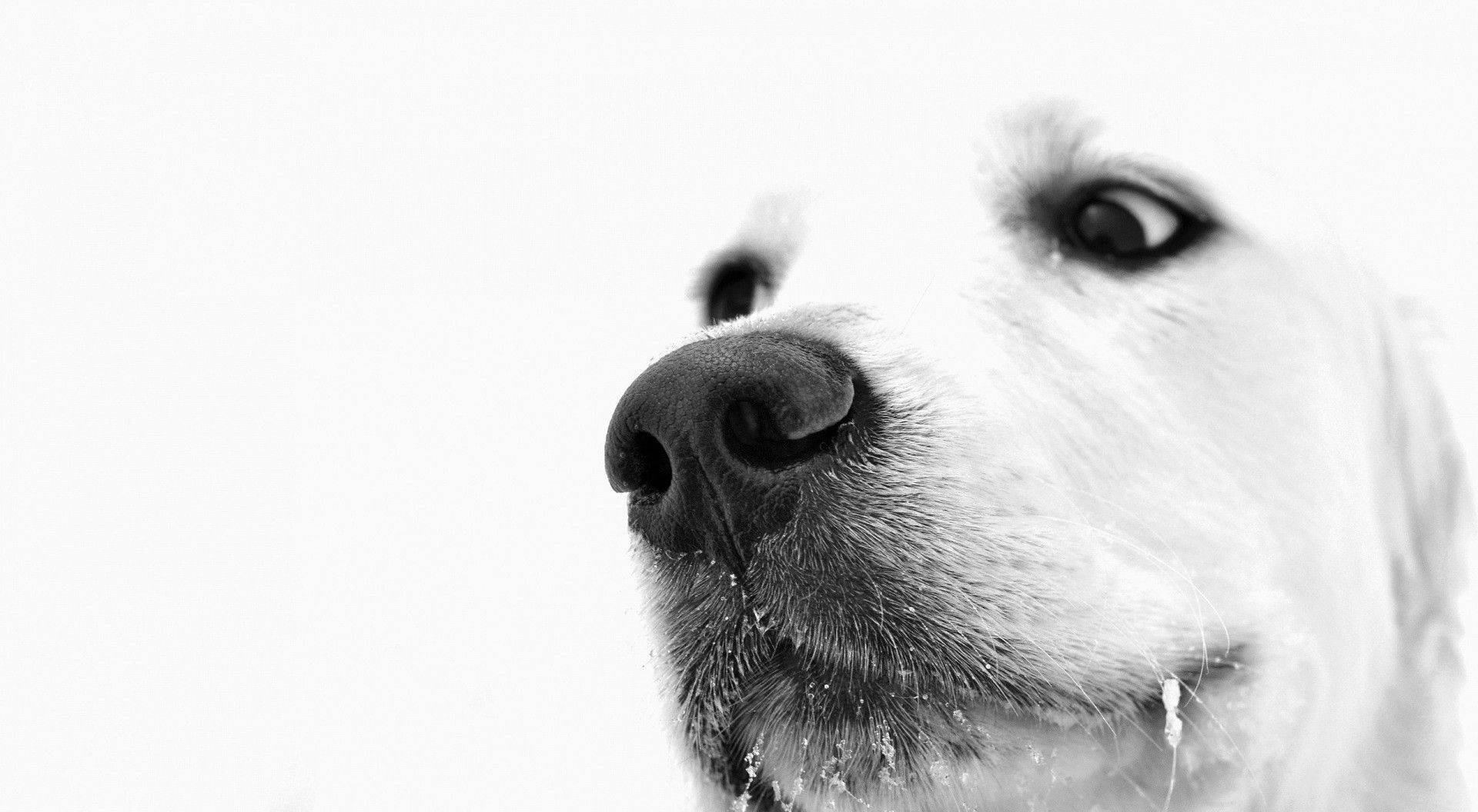 Black And White Dog Fresh From A Drink Background