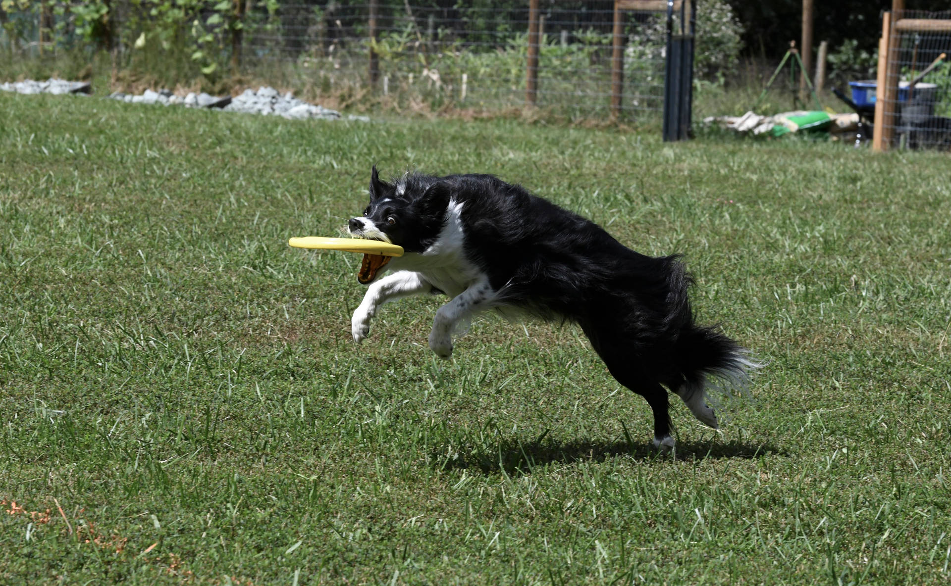 Schwarzerund Weißer Hund Mit Frisbee. Wallpaper