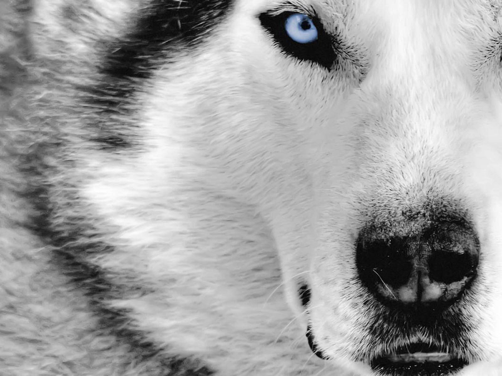 Black And White Dog Husky With Icy Blue Eyes Wallpaper