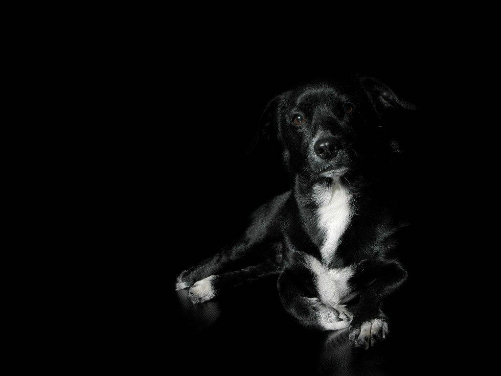 Black And White Dog On Shiny Surface Wallpaper