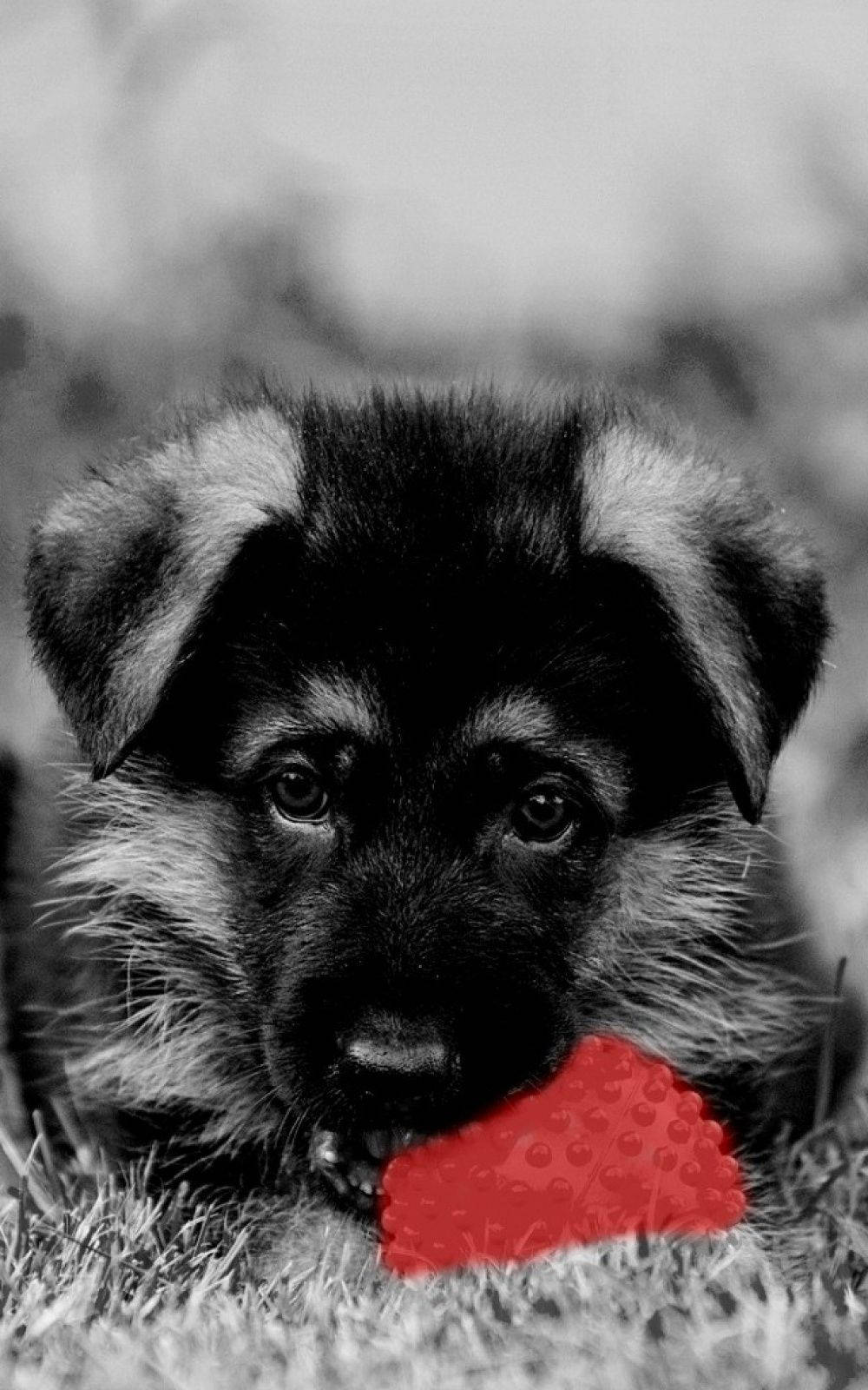 Black And White Dog Plays With A Red Ball Wallpaper