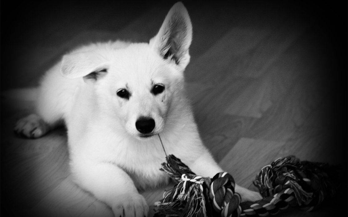 Black And White Dog Plays With Rope Toy Wallpaper