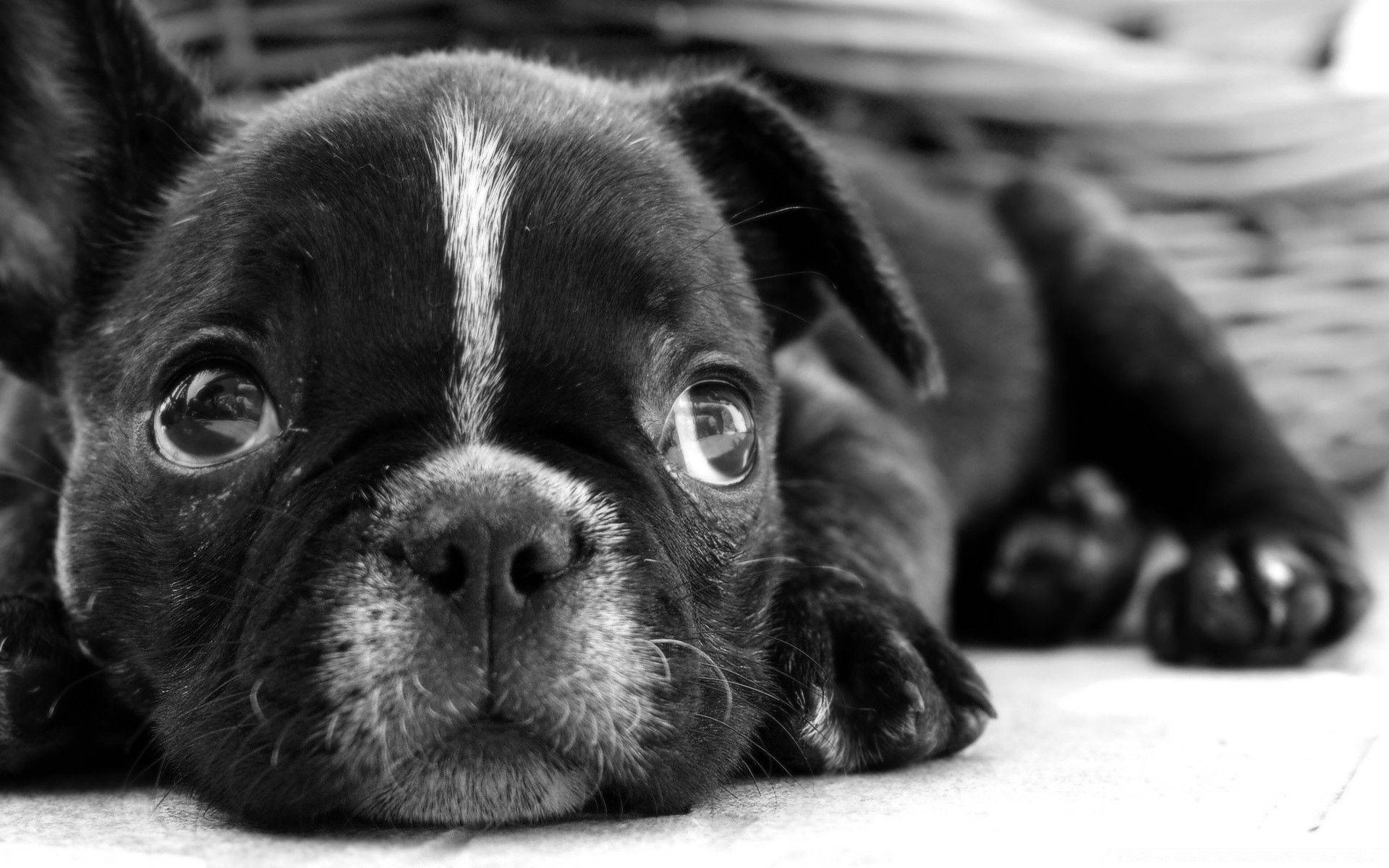 Black And White Dog Rests With Puppy Eyes Wallpaper