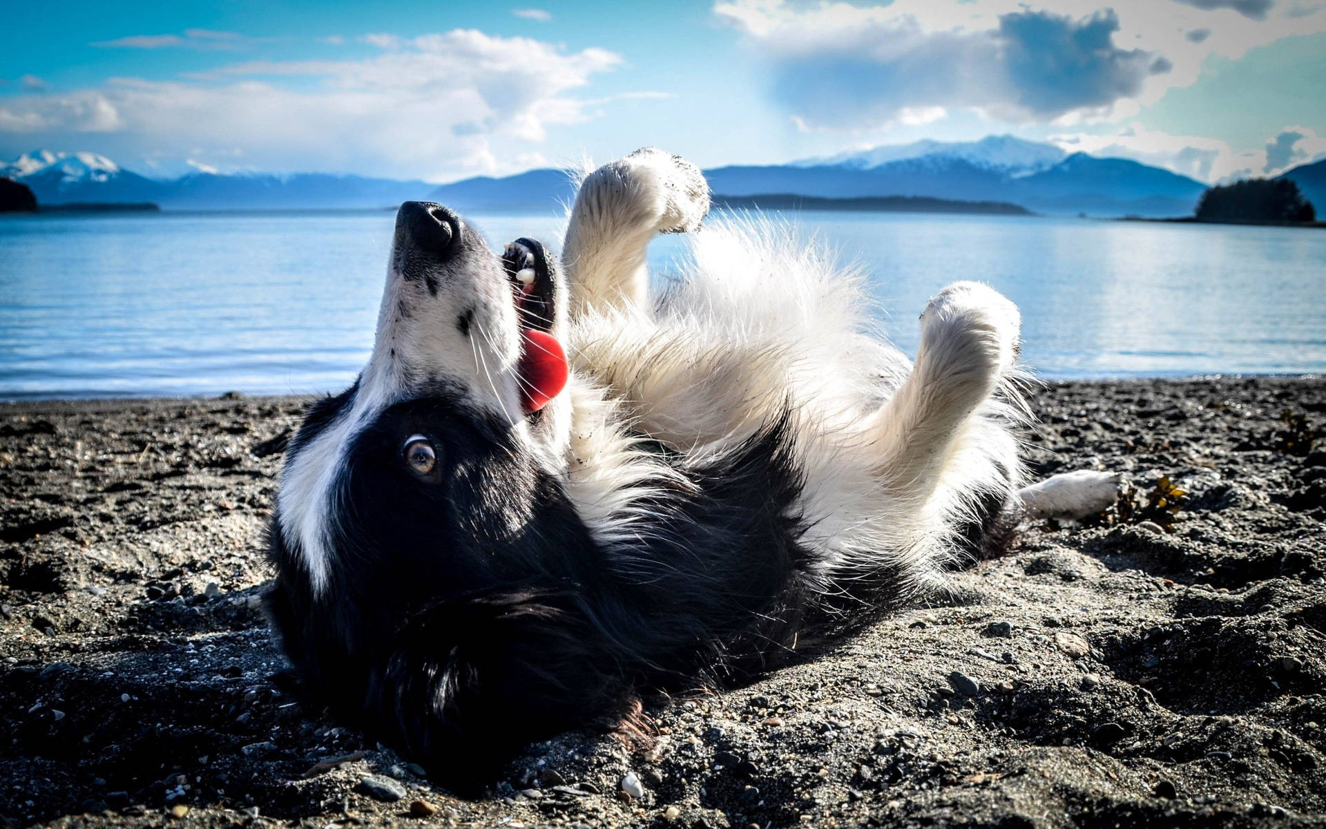 Black And White Dog Rolling Over Beach Sand Wallpaper