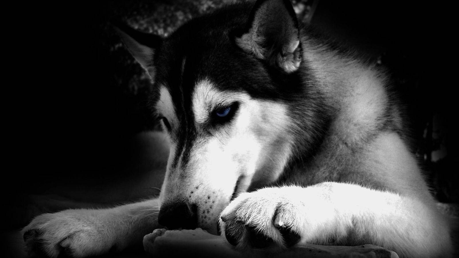 Black And White Dog Toying With Bone Wallpaper
