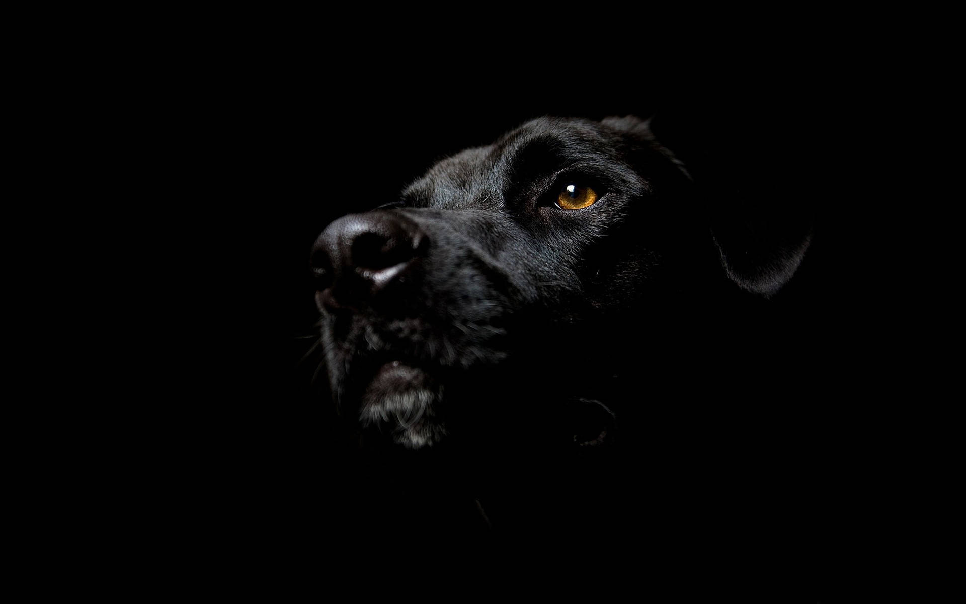 Black And White Dog With Glassy Brown Eye Background