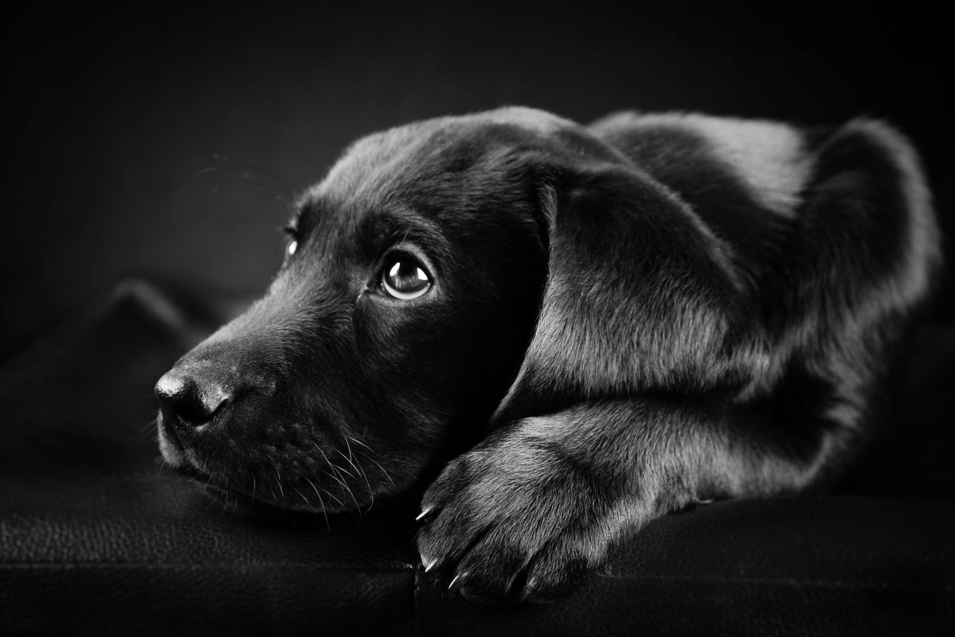 Black And White Dog With Shiny Fur Background