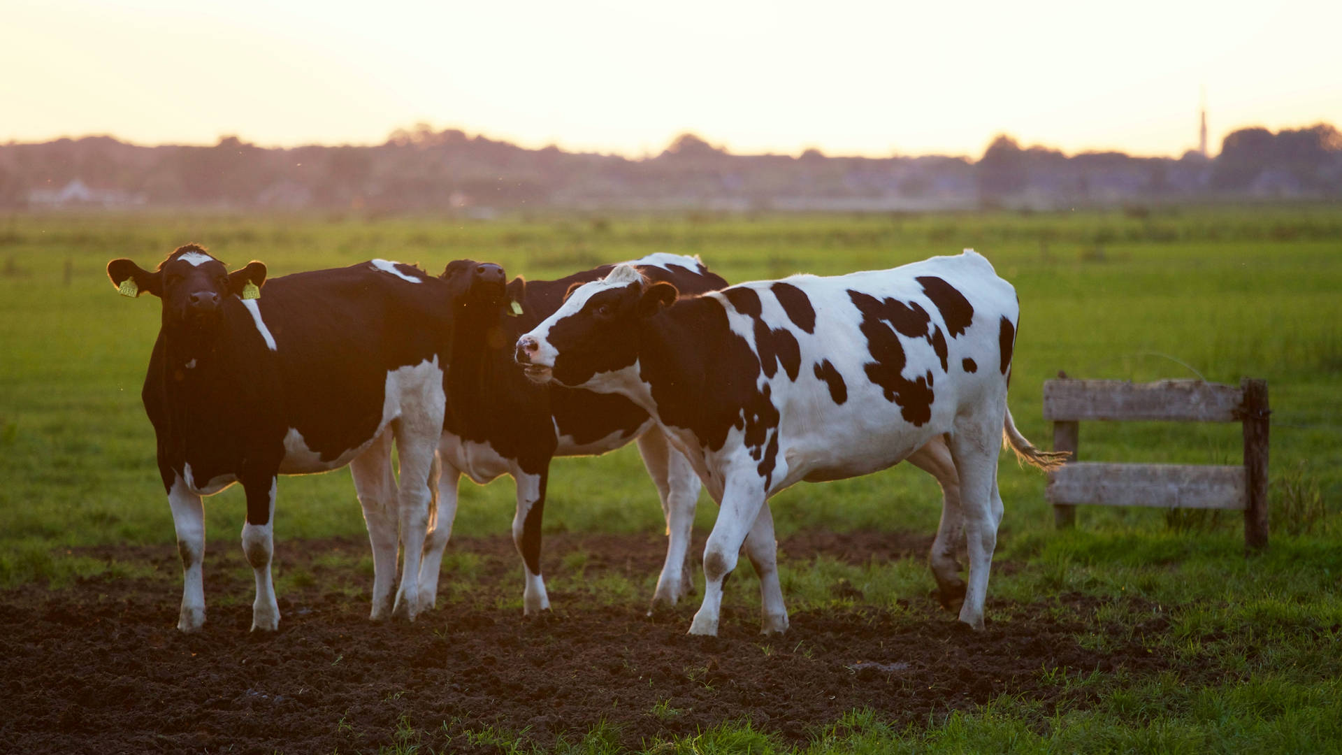 Black And White Farm Cattle Animals During Golden Hour Wallpaper