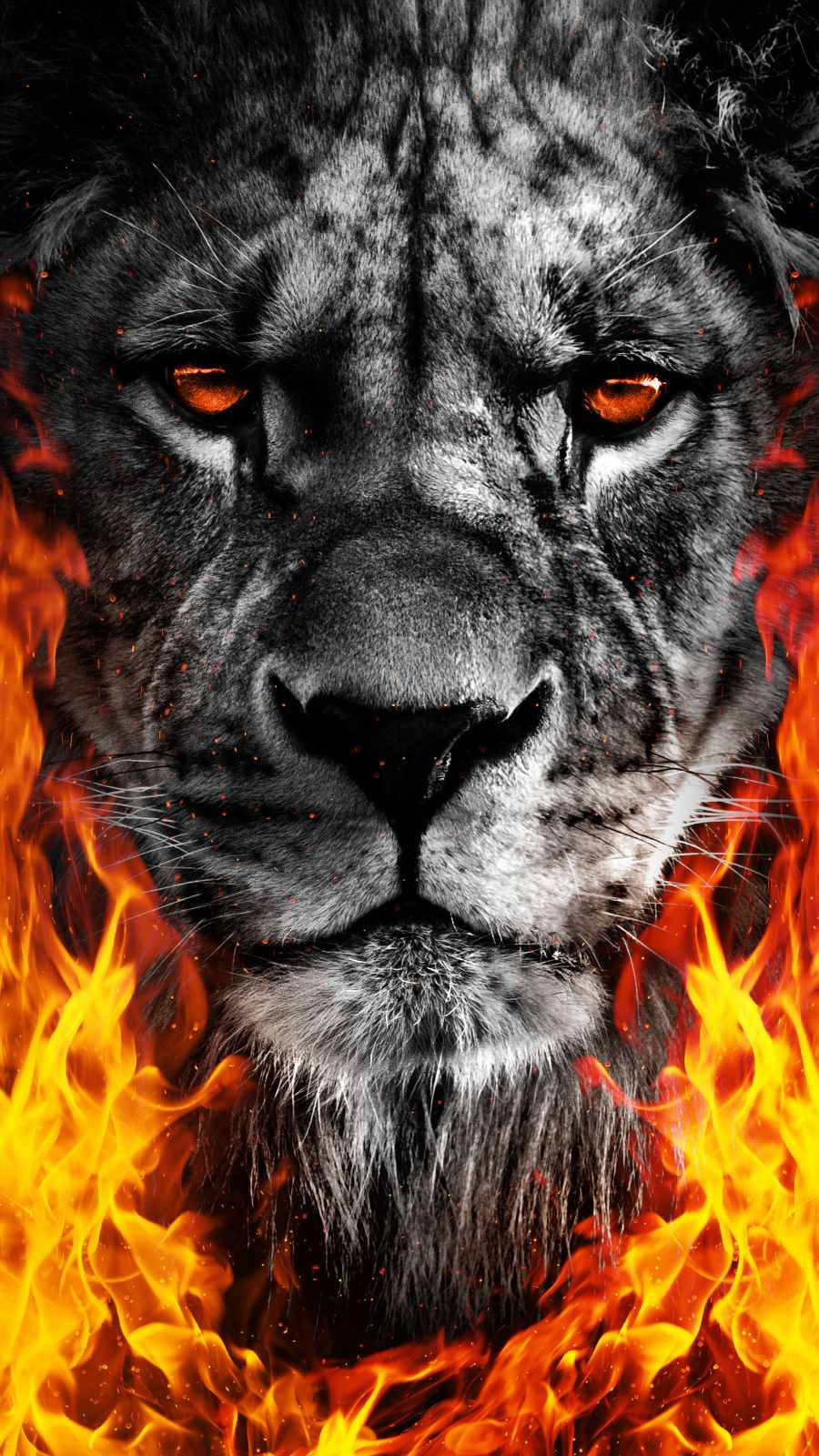 Black And White Fire Lion Wallpaper