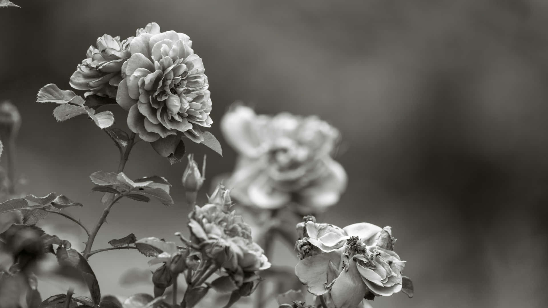 Black And White Floral Elegance Wallpaper