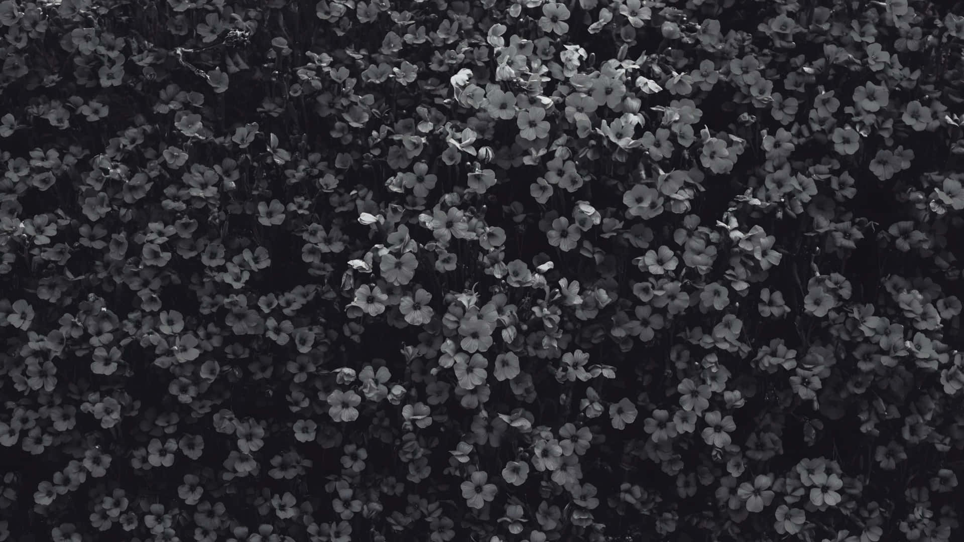 Black And White Floral Pattern Wallpaper