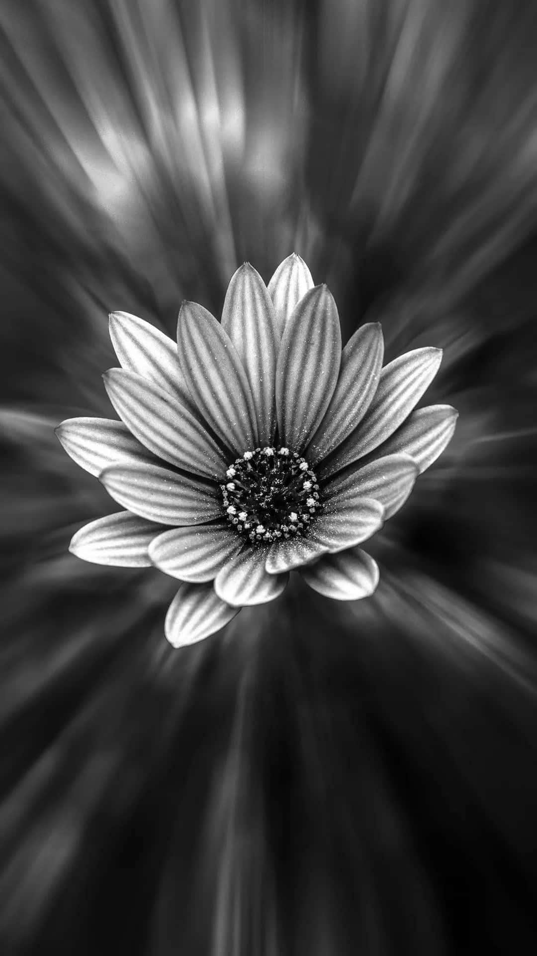 "An enchanting black and white flower in full bloom"