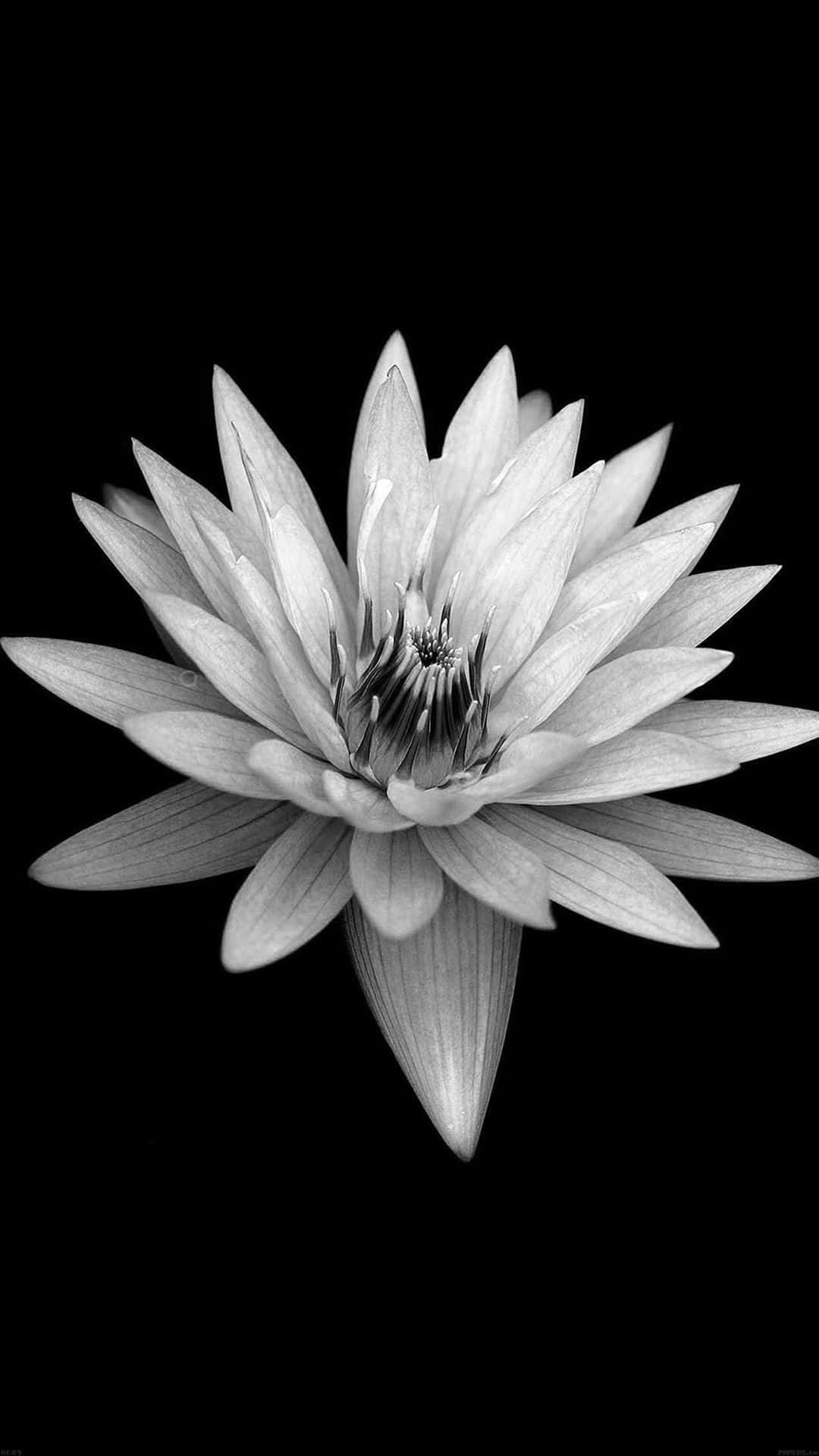 Beautiful black and white flower