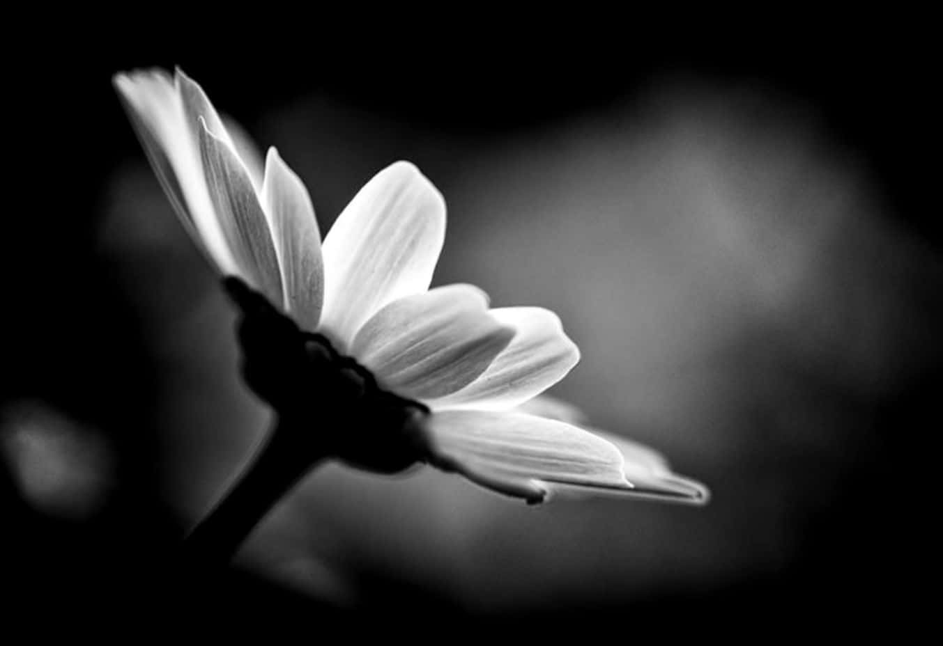 A Black And White Photo Of A Flower