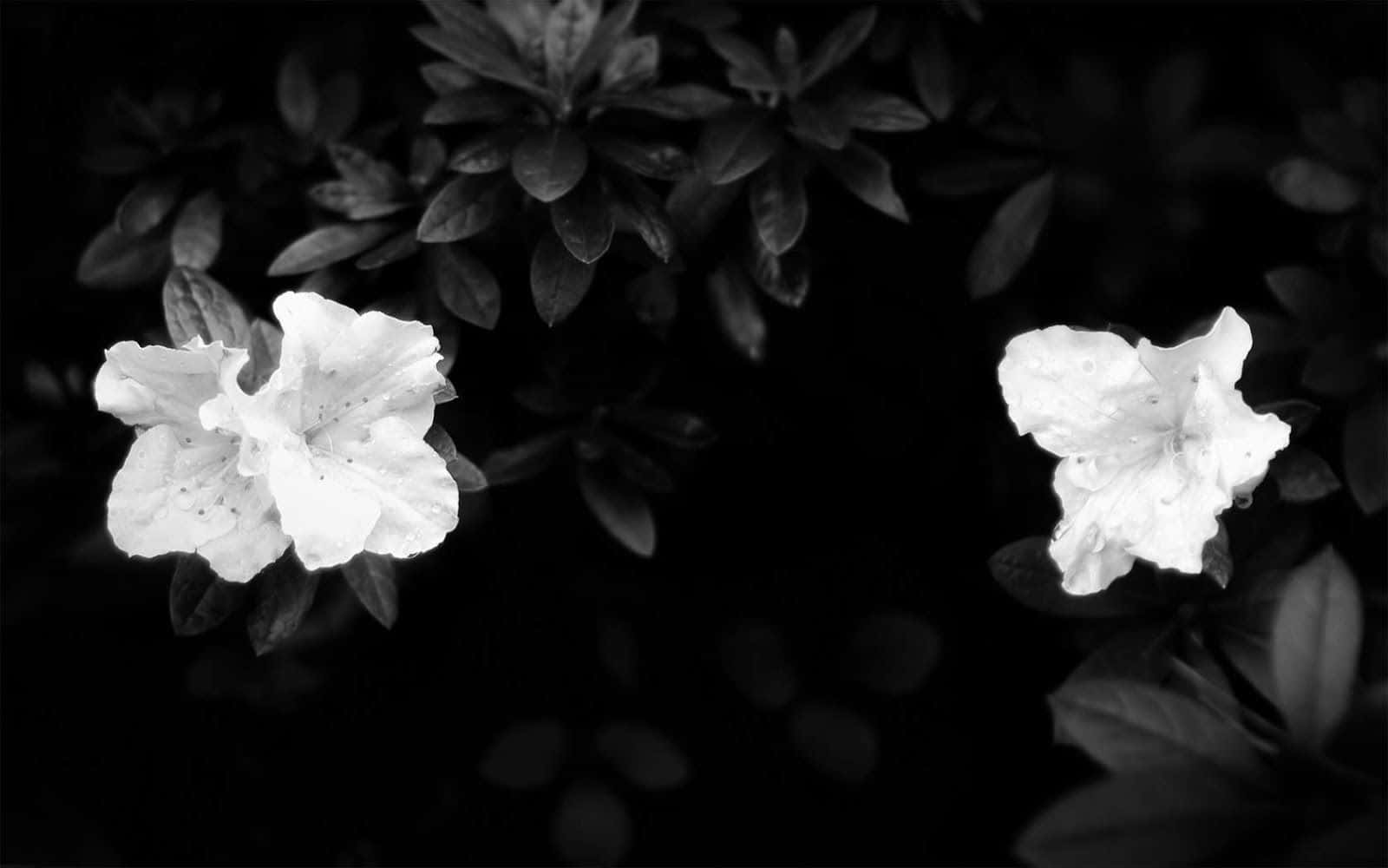 Zweiweiße Blumen In Schwarz-weiß