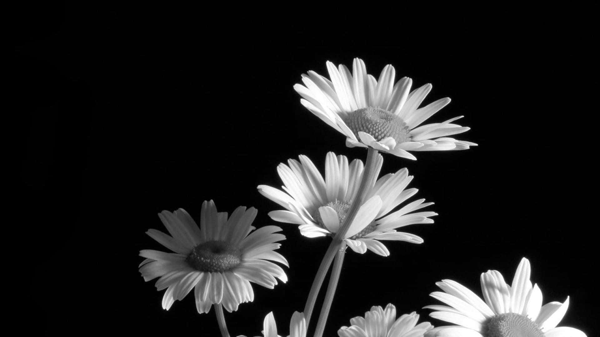 Einewunderschöne Schwarz-weiße Blume, Die Kontrast Und Harmonie Bringt.