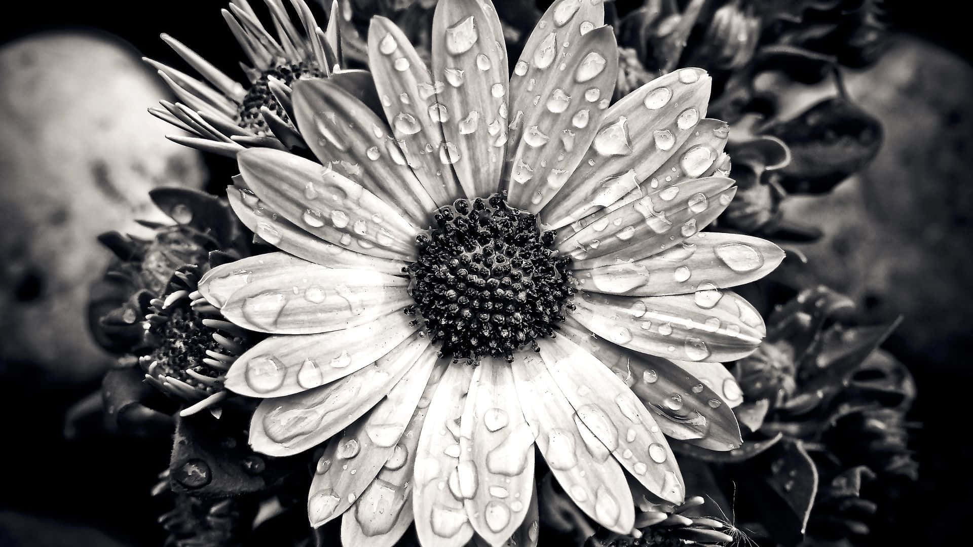 Etnærbillede Af En Smuk Sort-hvid Blomst.