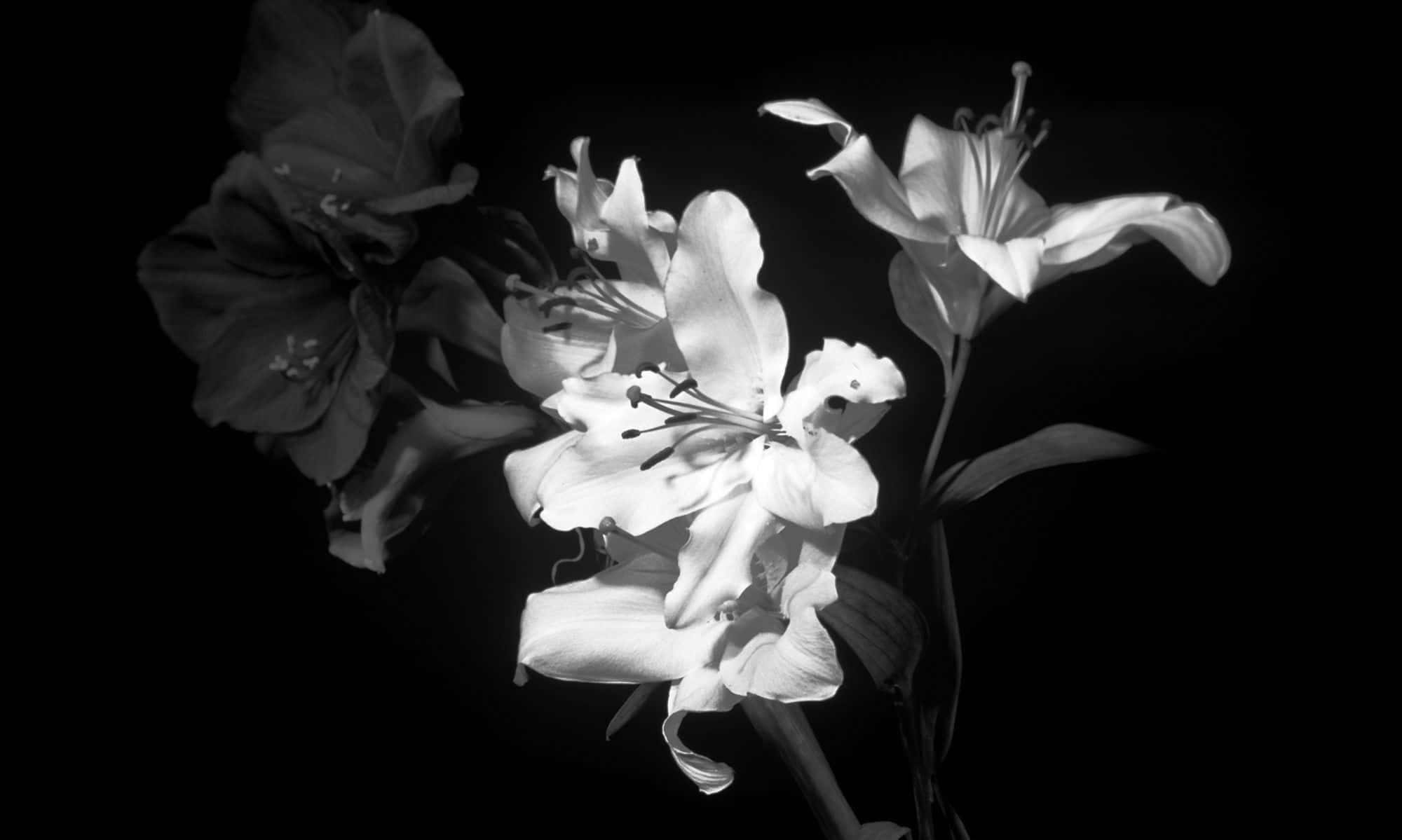 Ensimpel Sort-hvid Blomst.