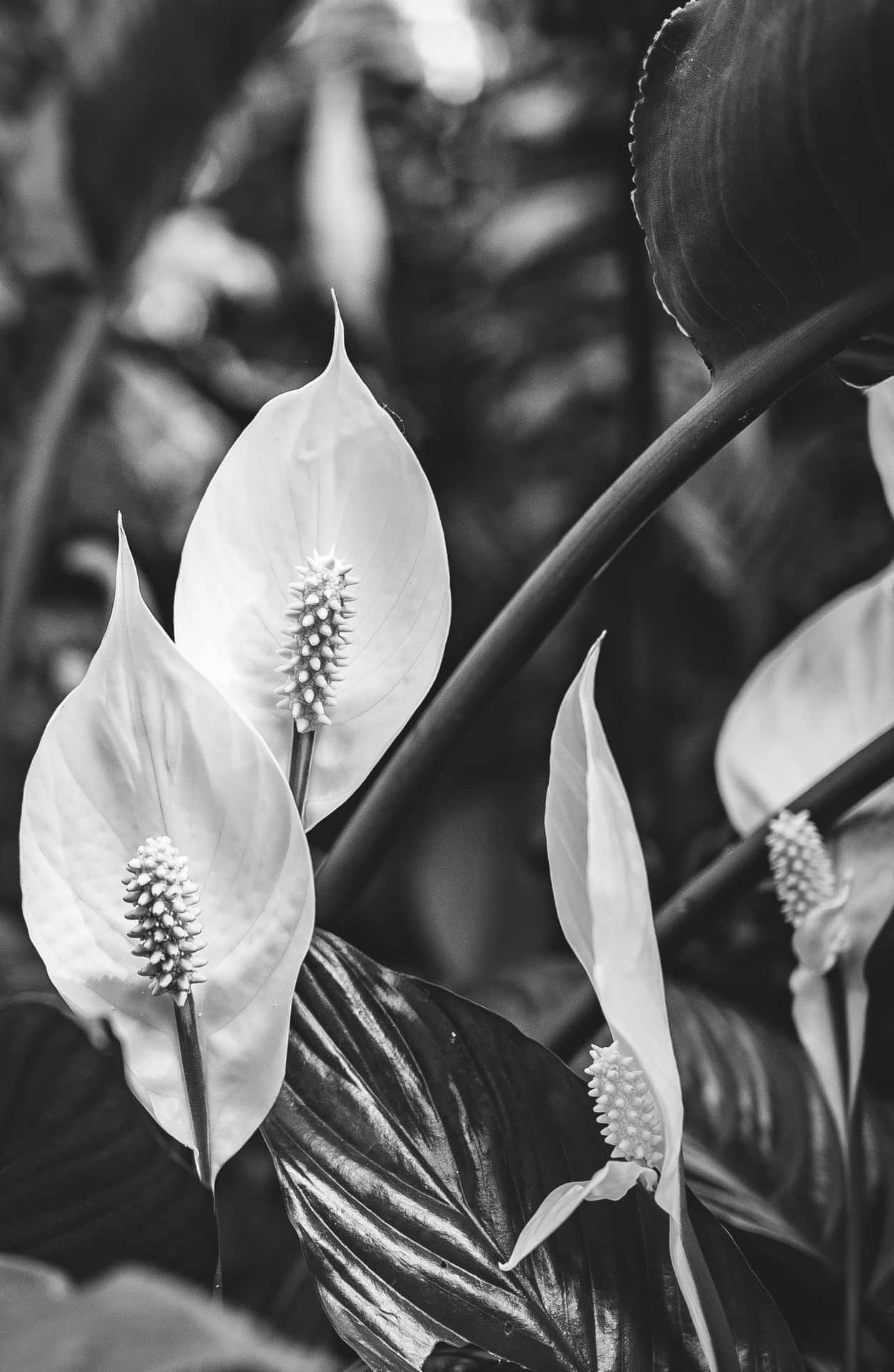 Eineblume In Verschiedenen Schattierungen Von Schwarz Und Weiß