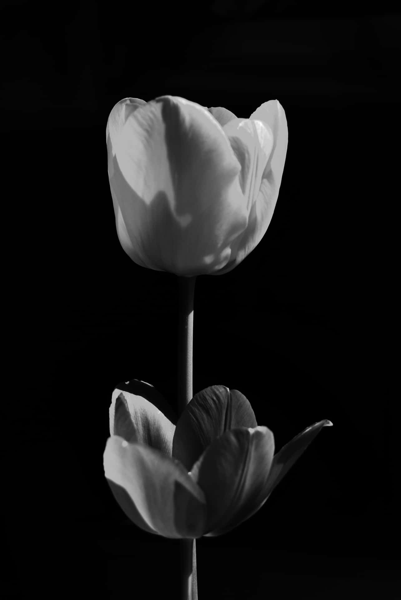 Sweetheart Rose in Black&White