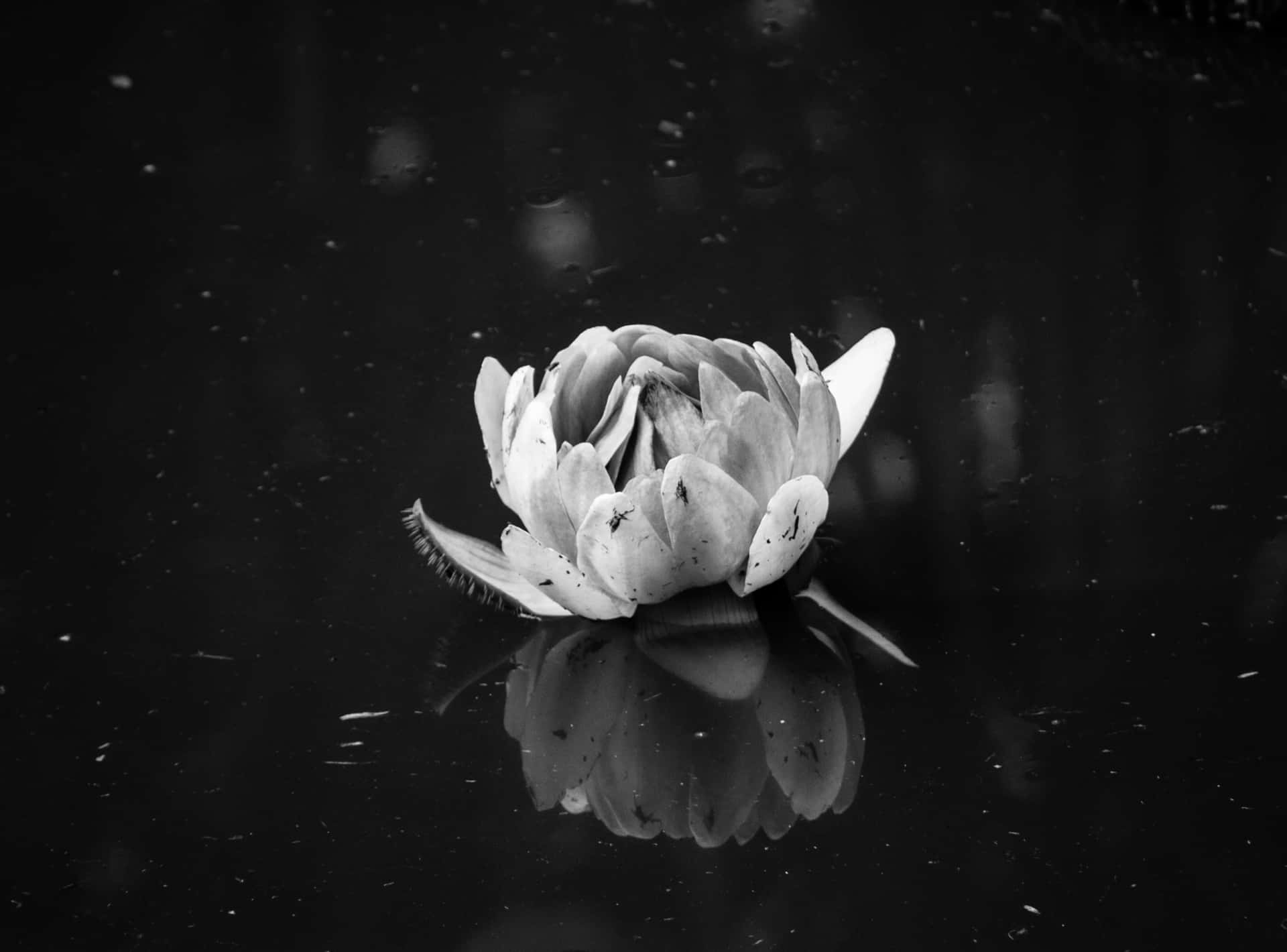 Unafoto En Blanco Y Negro De Una Flor De Agua