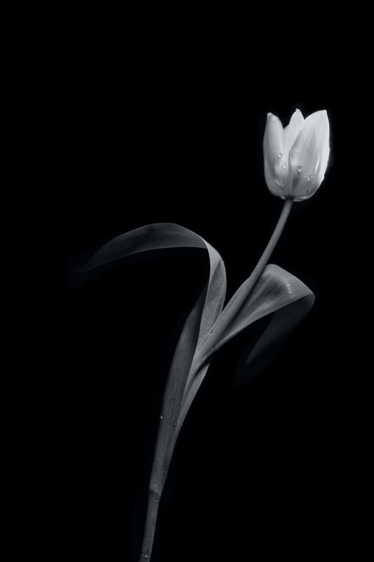 Sortog Hvid Blomst - En Elegant Kontrast Af Skønhed